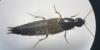 Quedius sp.